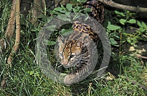 Ocelot, leopardus pardalis, Adult