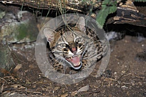 OCELOT leopardus pardalis, ADULT GROWLING