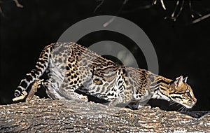 Ocelot, leopardus pardalis, Adult standing on Branch