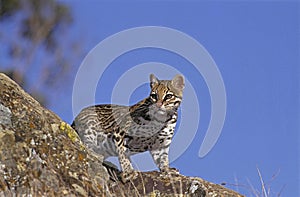 OCELOT leopardus pardalis, ADULT STANDING ON ROCK