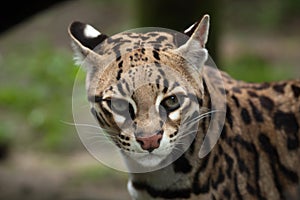 Ocelot Leopardus pardalis