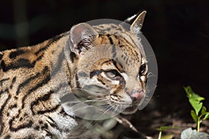 Ocelot- Leopardus pardalis