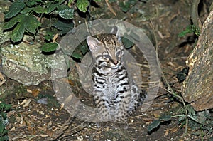 OCELOT leopardus pardalis, CUB SITTING