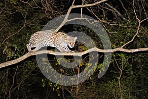 Ocelot, Leopardus Pardalis, at night, Fazenda San Francisco, Miranda, Mato Grosso do Sul, Brazil, South America