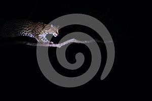 Ocelot, Leopardus Pardalis, at night, Fazenda San Francisco, Miranda, Mato Grosso do Sul, Brazil, South America photo