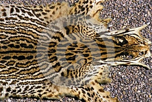 Ocelot, leopardus pardalis, Skin of Adult