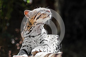 Ocelot - medium-sized spotted feline