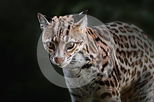 Ocelot - medium-sized spotted feline