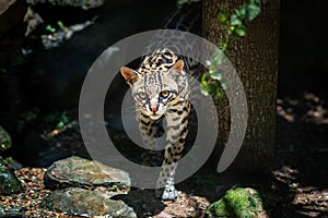 Ocelot - medium-sized spotted feline