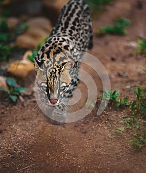 Ocelot - medium-sized spotted feline