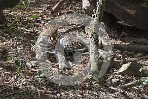 Dwarf leopard photo