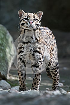 Ocelot portrait while looking at you