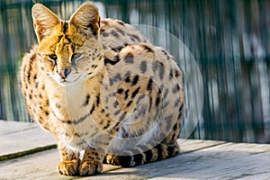 Ocelot portrait in wildlife conservation park background copy space