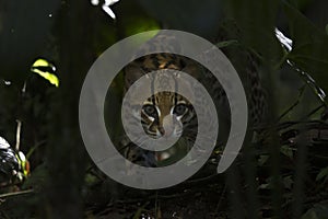 Ocelot Stalking photo