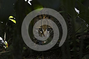 Ocelot Stalking