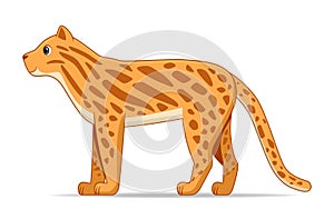 Ocelot standing on a white background