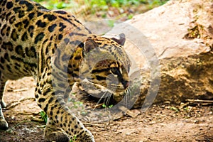 Ocelot walking carefully, Leopardus pardalis