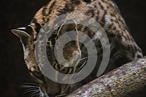 Ocelot was resting on a branch photo