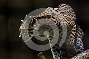 Ocelot was resting on a branch photo
