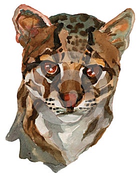 The ocelot watercolor portrait