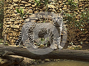 Ocelot wild cat photo