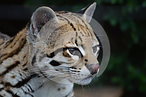 Ocelot Wild Cat