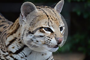 Ocelot Wild Cat
