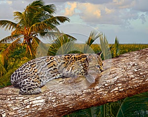 Ocelote Leopardus pardalis Ocelot cat