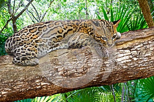 Ocelote Leopardus pardalis Ocelot cat