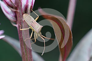 ocerus acuteangulatus is a herbivorous species of true bug in the family Coreidae