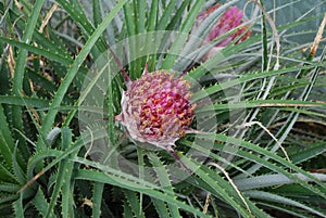 Ochagavia carnea (the Tresco rhodostachys) bloom. photo