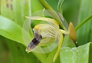 Ocher Yellow Coelogyne Orchid