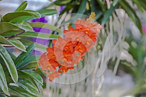 Ochid Background,Ascocentrum Miniatum