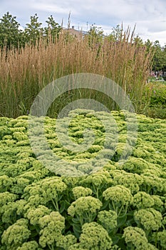 Ochitok ordinary, sedum, lush bush