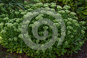 Ochitok ordinary, sedum, lush bush photo