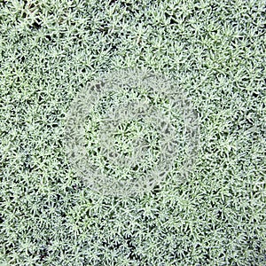 Ochitok or Sedum creeping groundcover succulent photo