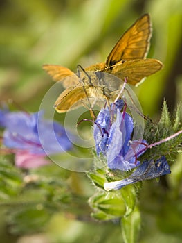 Ochlodes sylvanus photo