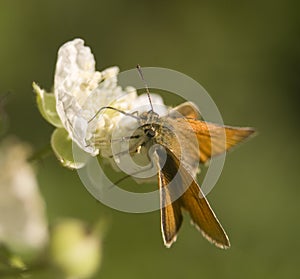 Ochlodes venatus, sylvanus, faunus