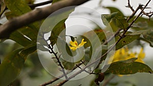 Ochna Integerrima on Branch - Hoa Mai/ Mai Flower