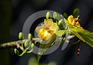 Ochna integerrima flowers at the garden in southern Vietnam