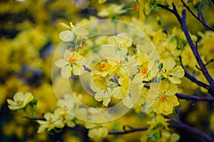 Ochna integerrima flowers at spring time