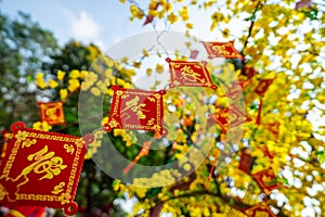 Ochna integerrima Hoa Mai tree with lucky money. Traditional culture on Tet Holiday in Vietnam. Text in photo mean Happy New