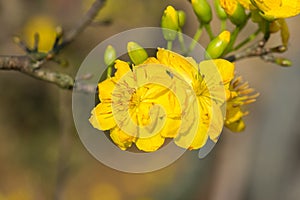 Ochna integerrima, the symbol of Vietnamese lunar new year in south. The golden yellow of the flower means the noble roots of Viet