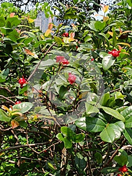 Ochna integerrima or vietnamese Mickey Mouse plant in the garden