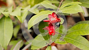 Ochna Kirkii also known as Mickey Mouse Plant or Birdâ€™s Eye Bush