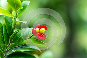 Ochna kirkii Oliv, mickey mouse plant, Family ochnaceae