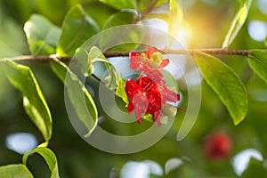 Ochna kirkii plant or Mickey mouse flower