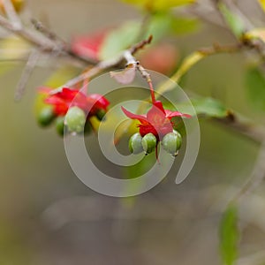 Ochna serrulata, carnival ochna flowers photo