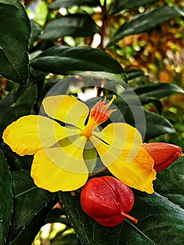 Ochna Serrulata or the flower of hereditary revelation