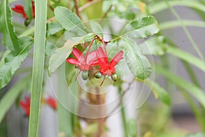 Ochna serrulata. Mickey-Mouse plant.